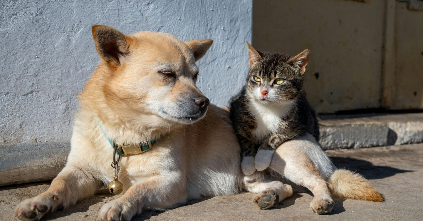 Cani e gatti, dal Consiglio Ue l’ok definitivo alle regole per tracciabilità e tutela del benessere
