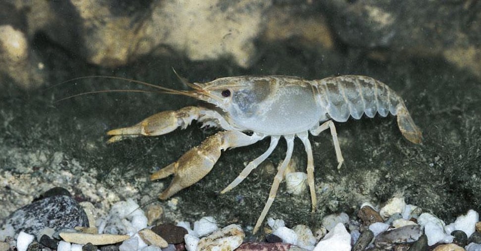 progetto pallipes per la tutela dei gamberi di fiume tra friuli venezia giulia e slovenia