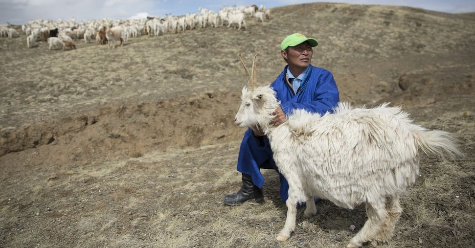 Cashmere sostenibile, è in Italia il progetto più ambizioso Cashmere sostenibile, è in Italia il progetto più ambizioso