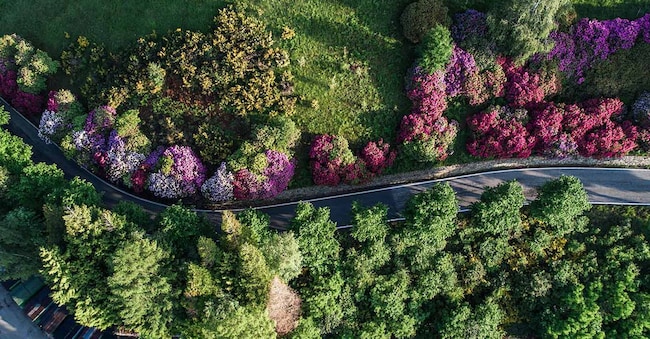 Oasi Zegna Fioriture - Panoramica della Conca dei Rododendri (Zegna Zone Creative)