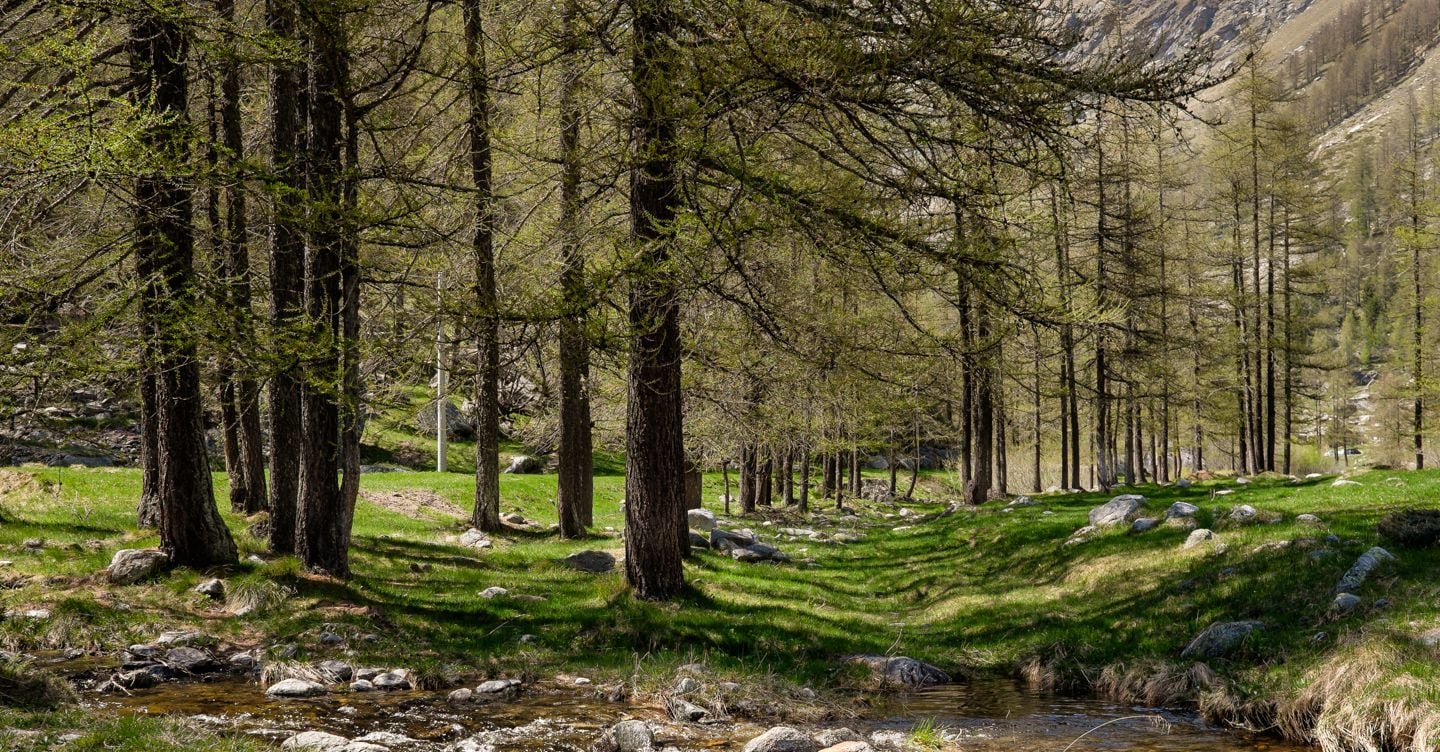 Foreste europee, più ettari ma meno biodiversità. E aumenta il rischio incendi