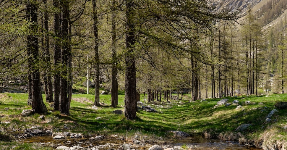 Foreste europee, più ettari ma meno biodiversità. E aumenta il rischio incendi Foreste europee, più ettari ma meno biodiversità. E aumenta il rischio incendi