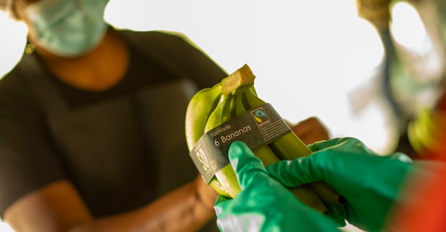 Fairtrade bananas are packed at a BANELINO farm. Tatiana Fernandez / Fairtrade Germany / Fairpicture