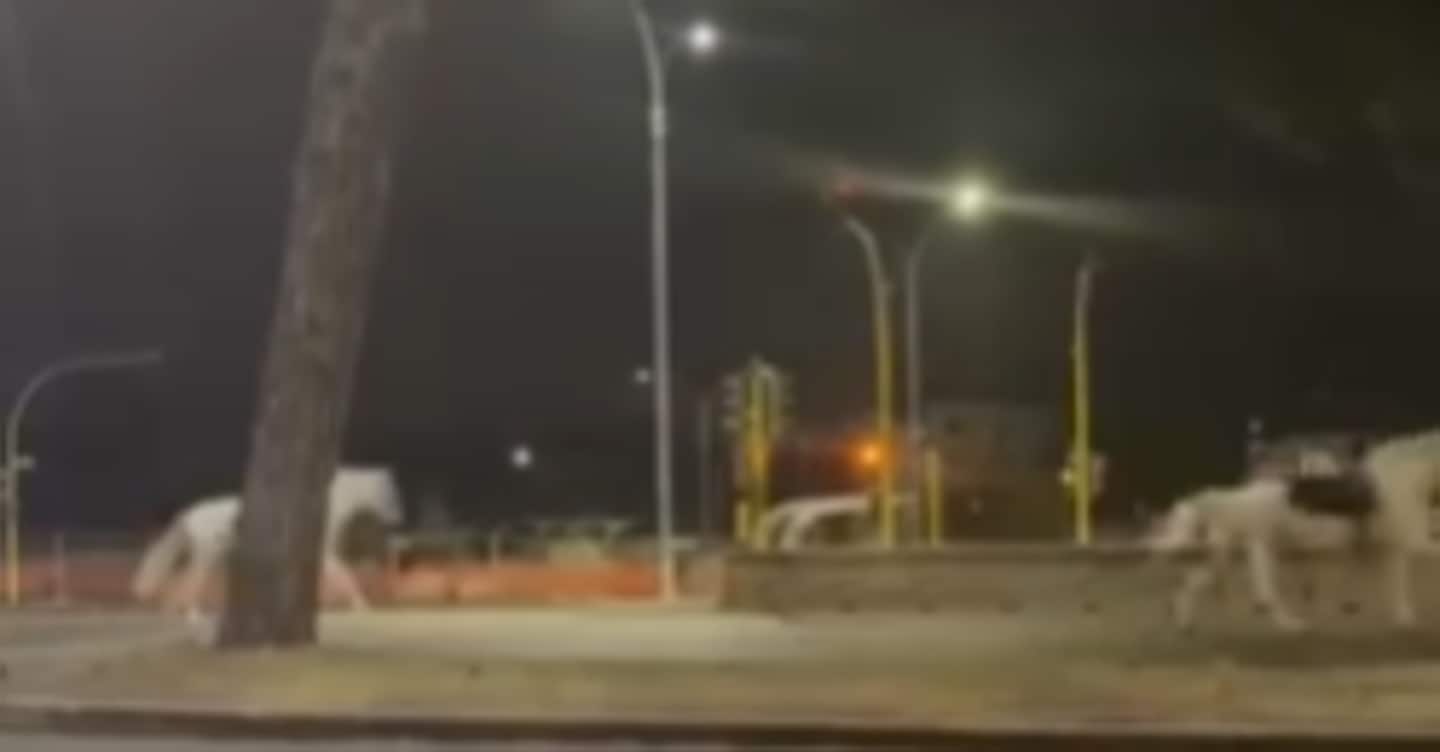 Panico alle prove della parata del 2 giugno, trenta cavalli in fuga e 4 feriti
