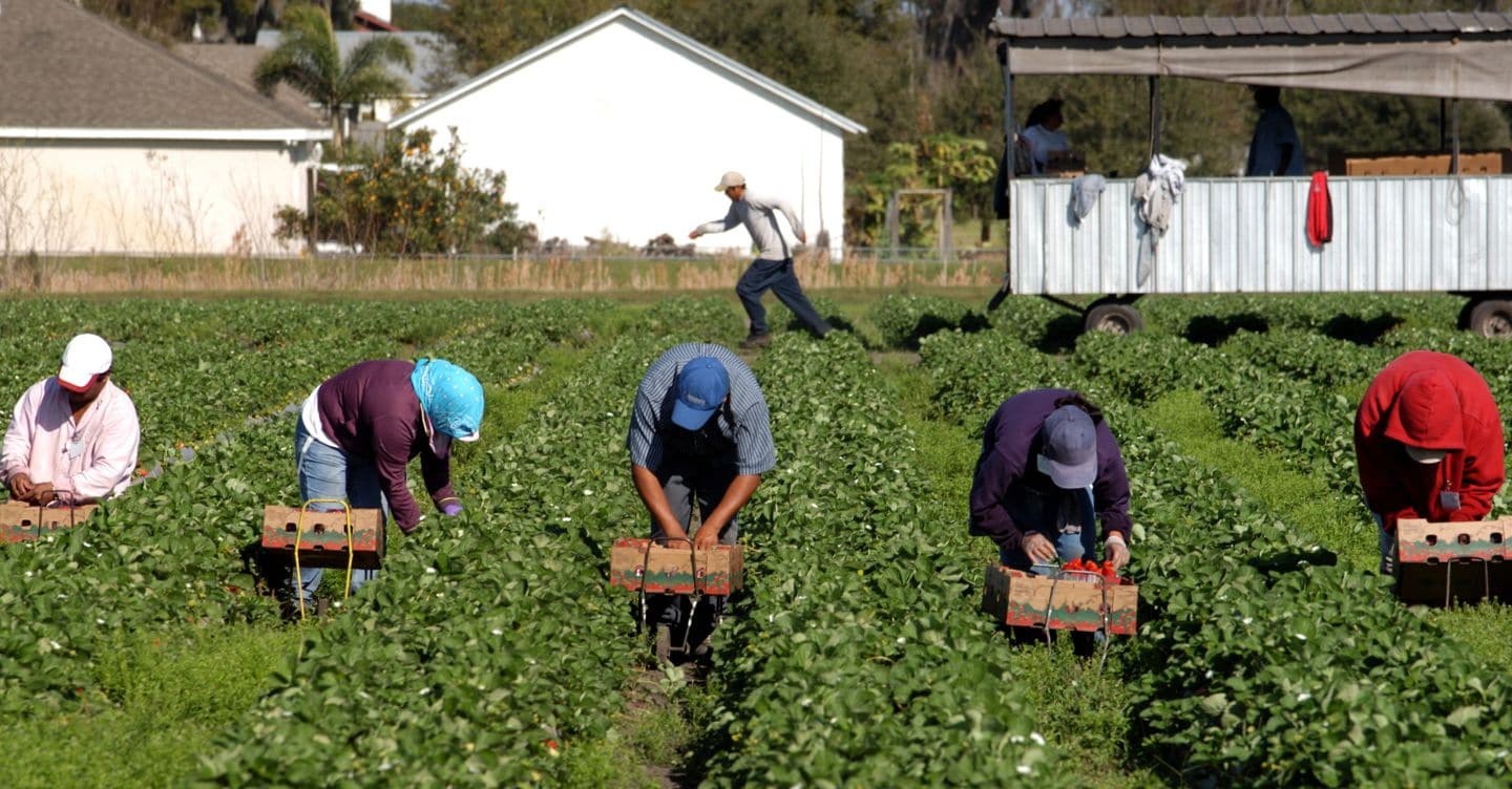 Sono circa 200mila i lavoratori irregolari occupati nel settore agricolo, 12mila nella sola Calabria