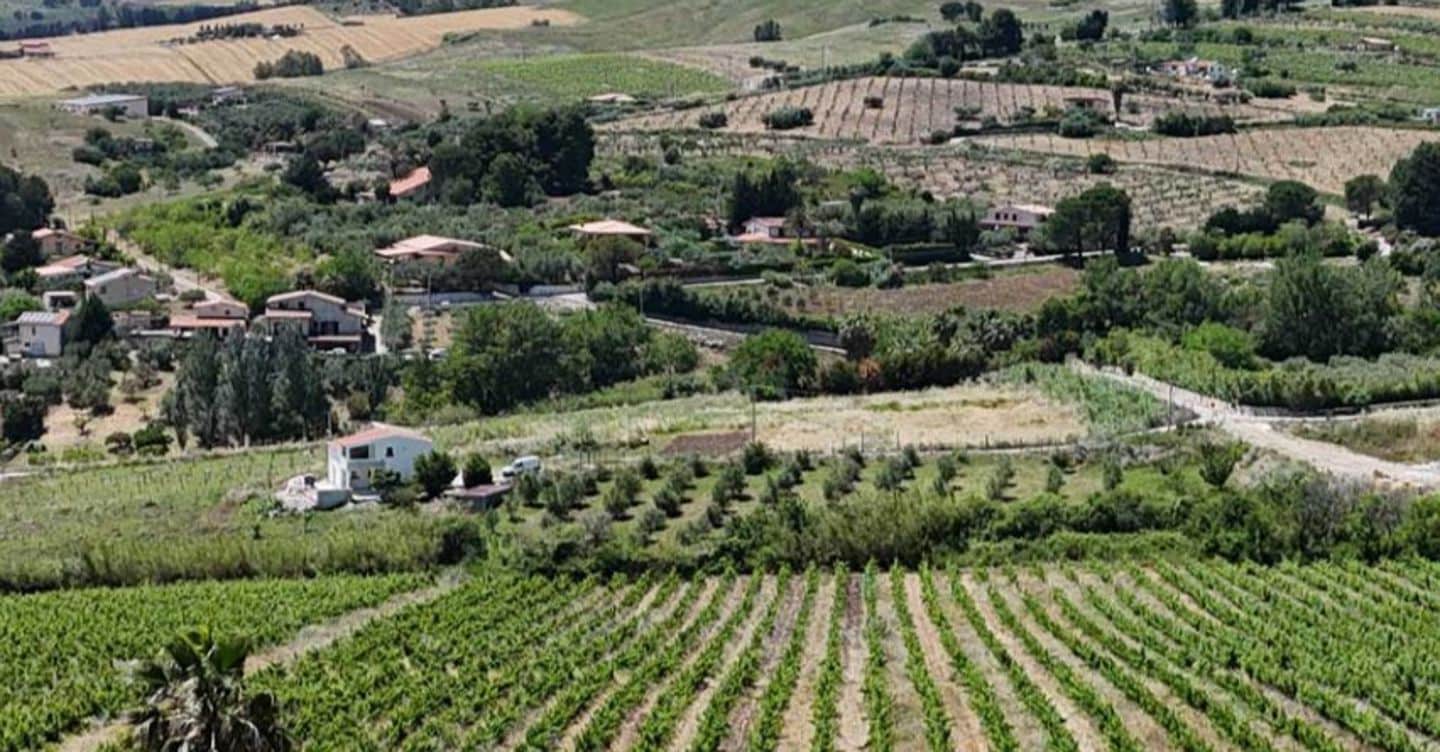 Catarratto, la risposta siciliana alla crisi del vino