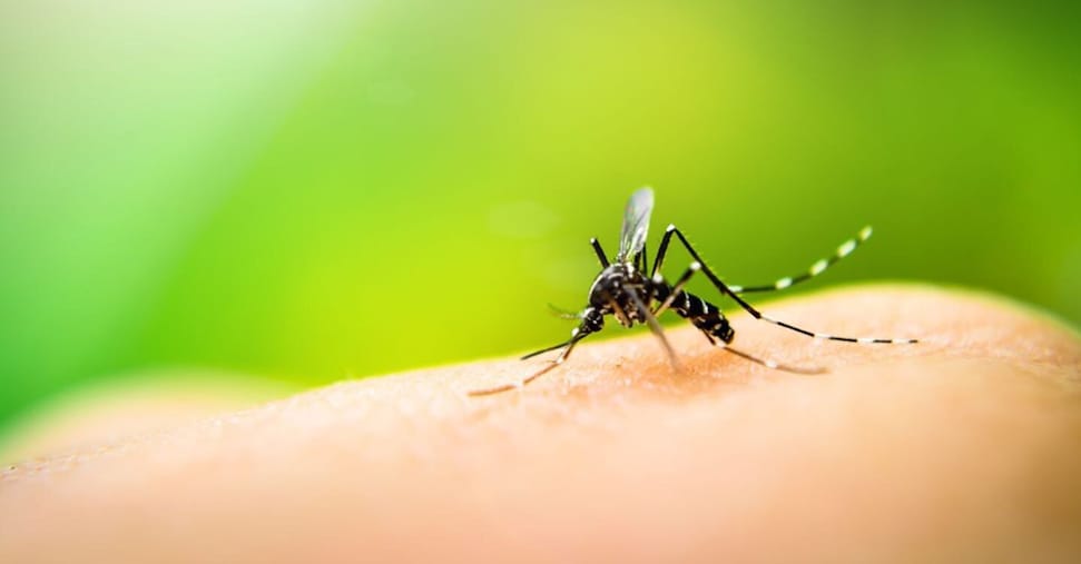Caso di sospetta dengue nel Milanese, al via disinfestazione Caso di sospetta dengue nel Milanese, al via disinfestazione