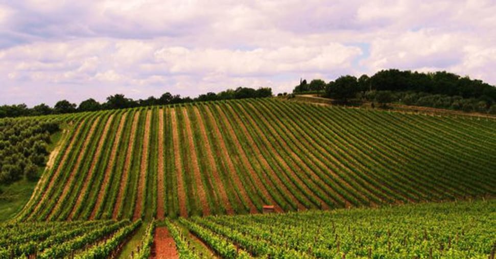 Ora il Chianti potrà essere anche Rosé: via al nuovo disciplinare della Docg Ora il Chianti potrà essere anche Rosé: via al nuovo disciplinare della Docg
