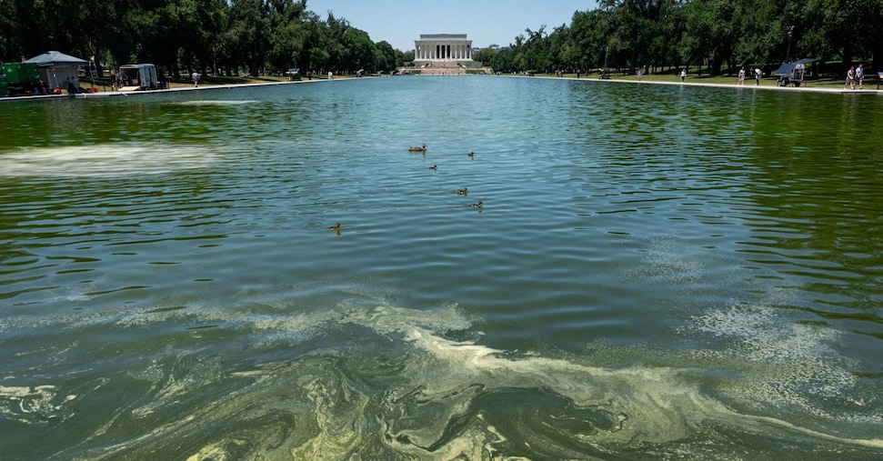 Lincoln Memorial, Trump sconfitto dalle alghe: acqua verde e costi fuori controllo