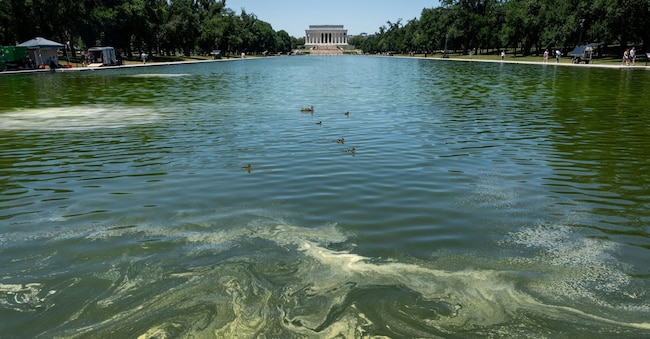Lo specchio d’acqua del Lincoln Memorial diventato verde a causa delle alghe, nonostante i lavori voluti da Donald Trump REUTERS