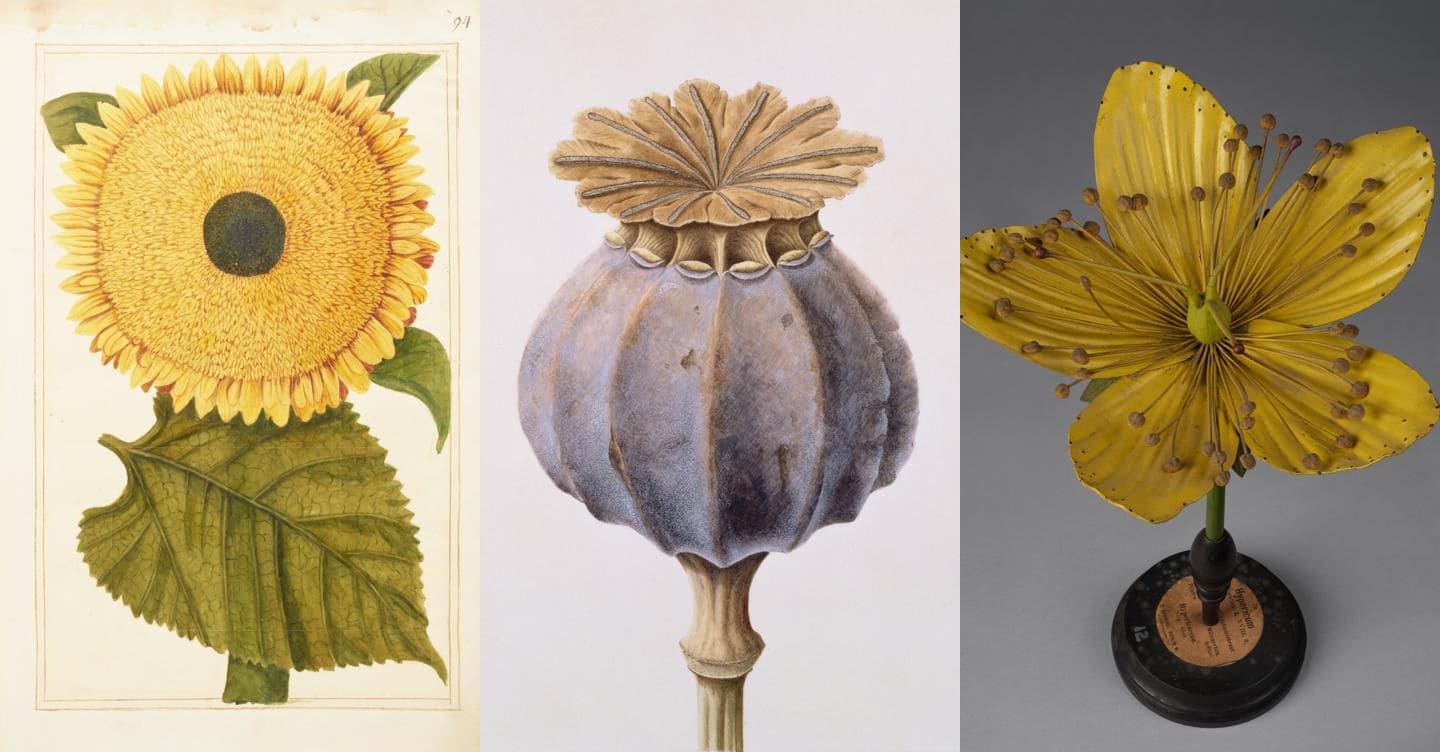 La passione per fiori e piante in mostra all’Ashmolean Museum
