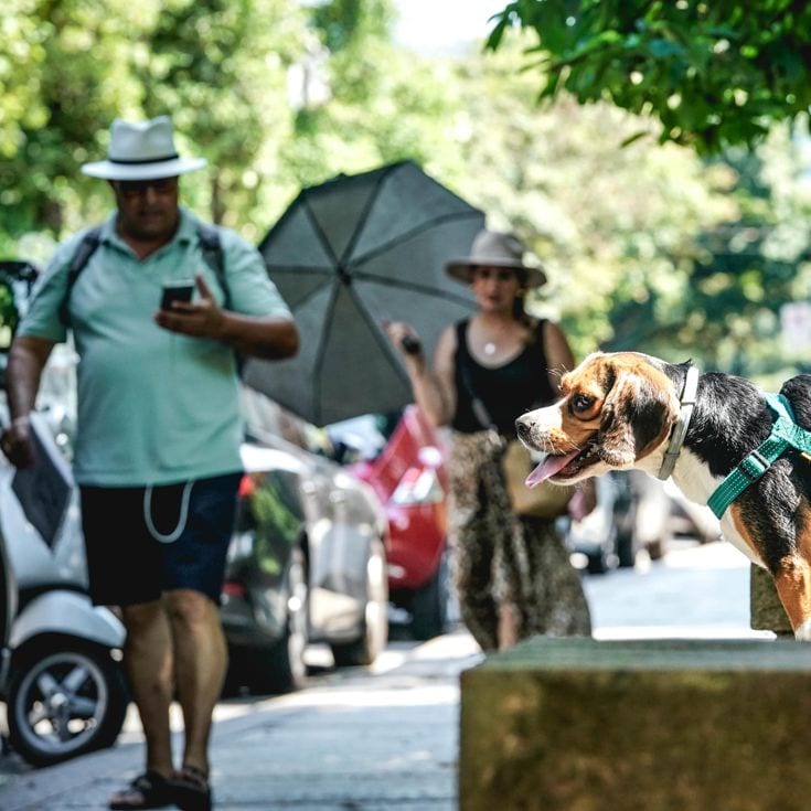 Emergenza caldo, un cane cerca refrigerio all'ombra mentre passano due turisti con ombrello in un'estate afosa. Torino 03 luglio 2025 ANSA/TINO ROMANO (generiche, generica, caldo, afa, estate) ANSA