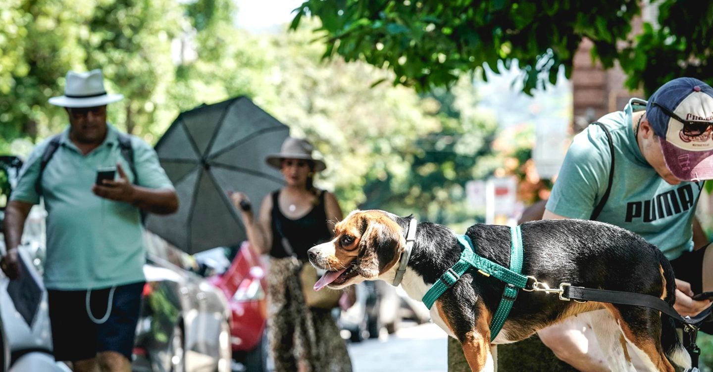 Emergenza caldo, un cane cerca refrigerio all'ombra mentre passano due turisti con ombrello in un'estate afosa. Torino 03 luglio 2025 ANSA/TINO ROMANO (generiche, generica, caldo, afa, estate) ANSA
