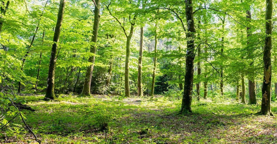 Yves Rocher, 35 anni per l’ambiente e le donne con la sua Fondazione Yves Rocher, 35 anni per l’ambiente e le donne con la sua Fondazione