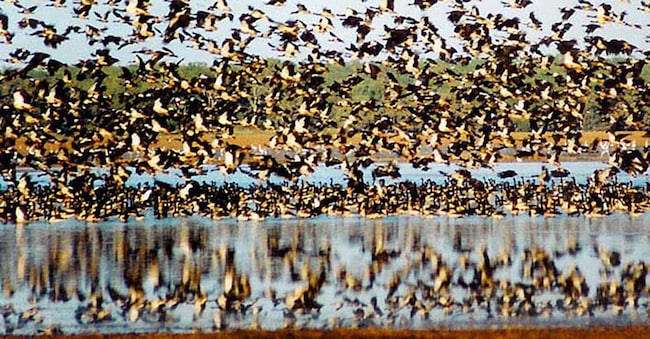 Migliaia di oche gazze sopra la laguna di Mamukala