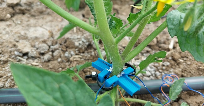 Il sensore applicato ai fusti delle piante di pomodoro sperimentato da Mutti con il Cnr