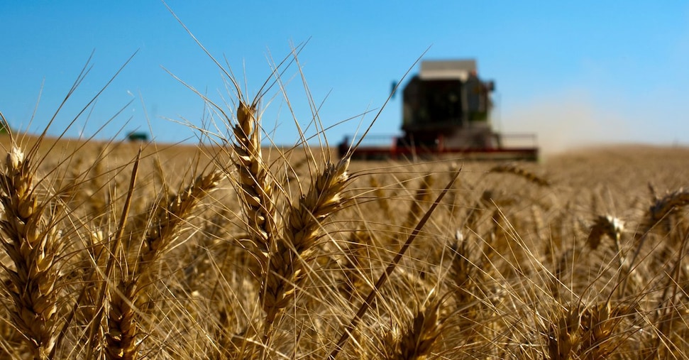 L’eterna crisi del grano duro, Confagricoltura: «Produciamo in perdita» L’eterna crisi del grano duro, Confagricoltura: «Produciamo in perdita»