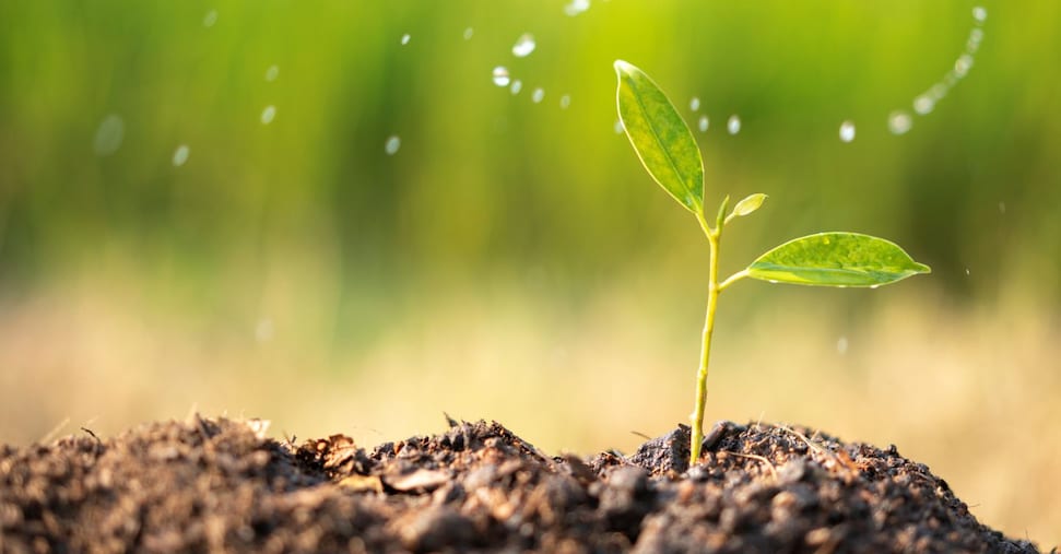 Syngenta: promossa agricoltura rigeneriva su 52mila ettari e 86mila ettari gestiti con strumenti digitali Syngenta: promossa agricoltura rigeneriva su 52mila ettari e 86mila ettari gestiti con strumenti digitali