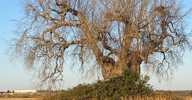 Il Barone è Un olivo di 1.300 anni lasciato come testimonianza in un terreno nel leccese devastato dalla Xylella