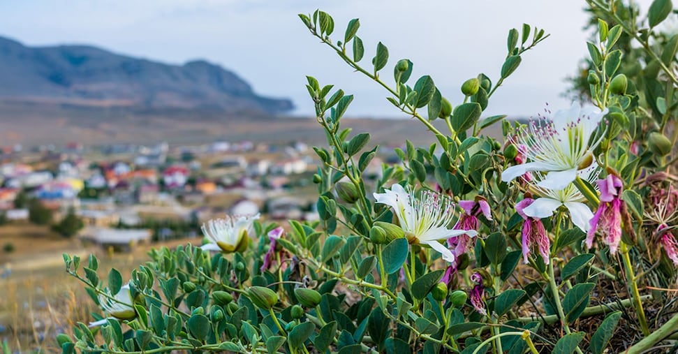 Un parassita mette a rischio i capperi di Pantelleria Un parassita mette a rischio i capperi di Pantelleria