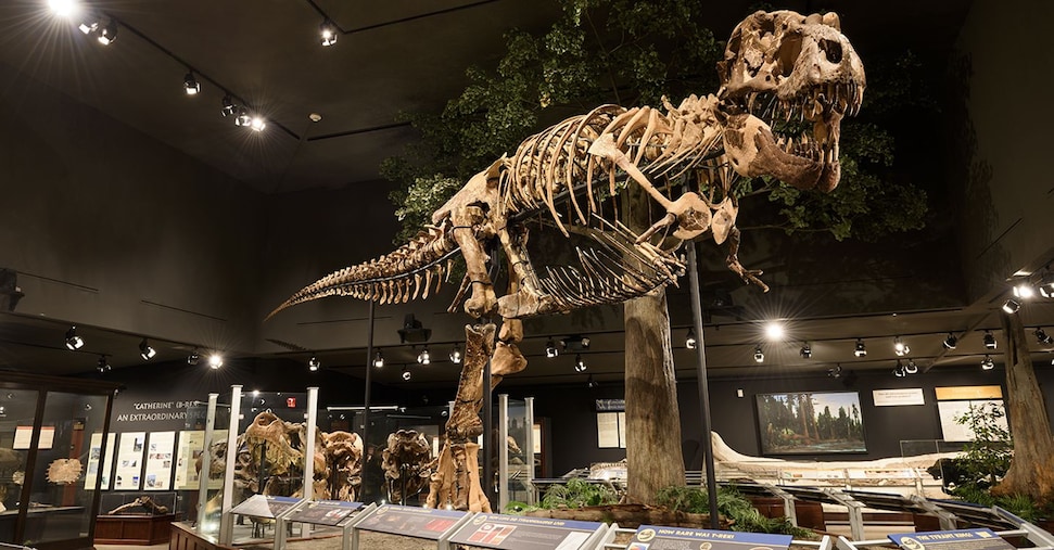 Gus Rex, il Tyrannosaurus Rex venduto da Sotheby’s per oltre 50 milioni di dollari, nuovo record mondiale per un fossile