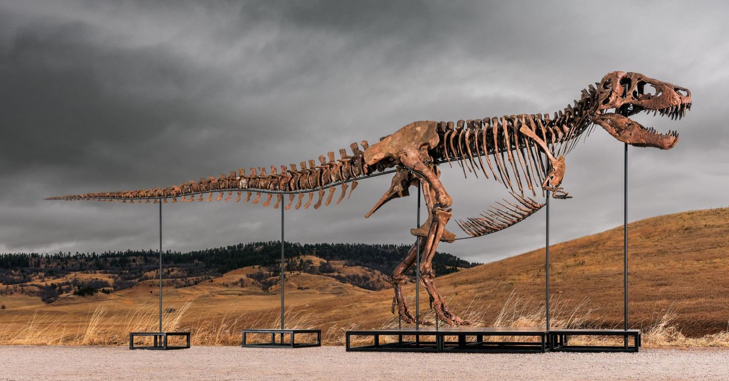 Gus Rex, il Tyrannosaurus Rex venduto da Sotheby’s per 50,1 milioni di dollari, nuovo record mondiale per un fossile