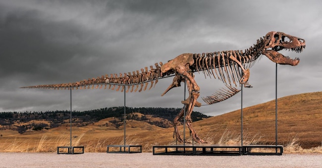 Il tirannosauro di nome Gus, 67 milioni di anni e 183 elementi ossei, diventato la star di un'asta oggi da Sotheby's a New York, dove è passato di mano per 50,1 milioni di dollari, diventando nell'arco di dieci minuti il fossile piu' costoso della storia, 14 luglio 2026 ANSA / ufficio stampa Sotheby's  ANSA