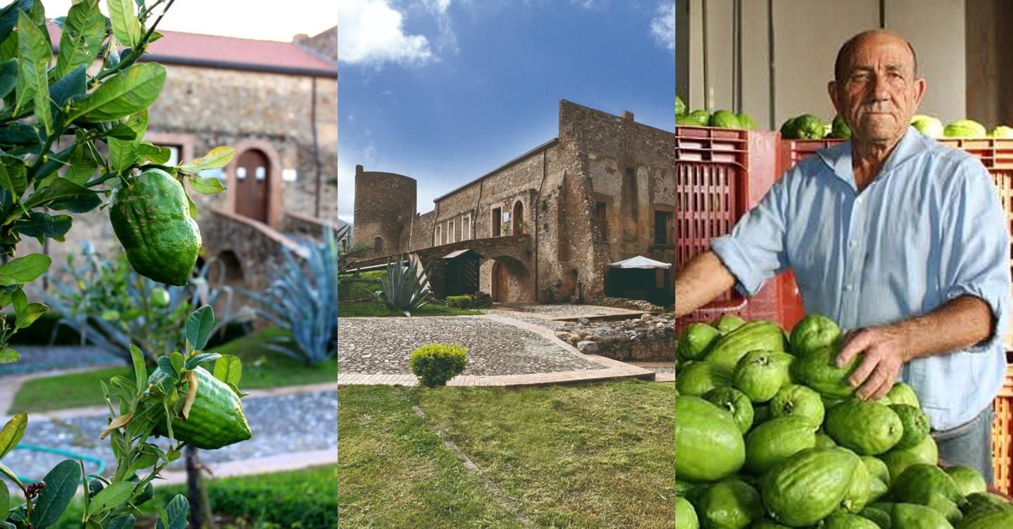 Il cedro, frutto del paradiso terrestre