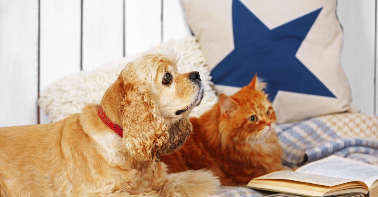Vietato tenere più cani in condominio se lo prevede il regolamento contrattuale
