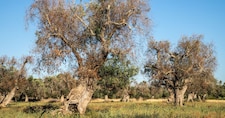 Immagini di ulivi colpiti dalla Xylella stock.adobe.com