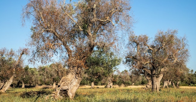 Immagini di ulivi colpiti dalla Xylella stock.adobe.com