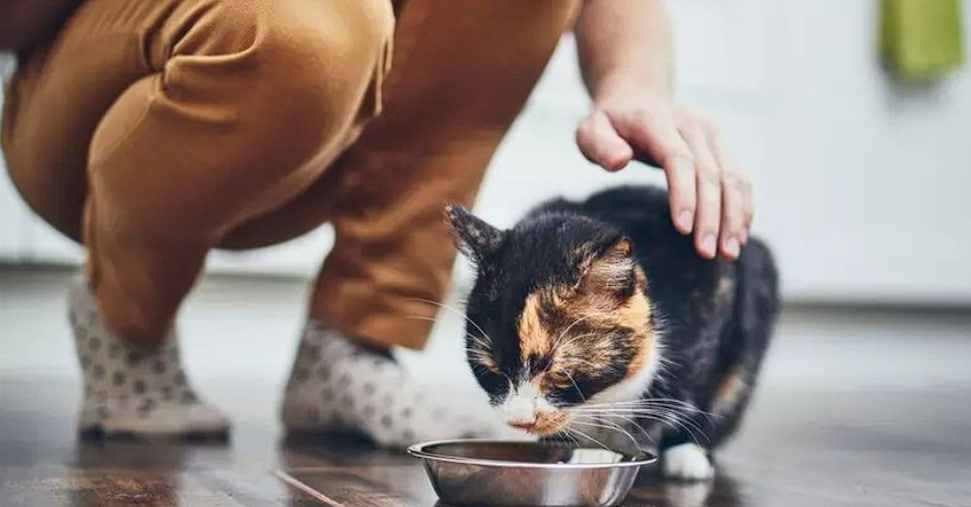 Pet food, sequestri per 1,7 milioni