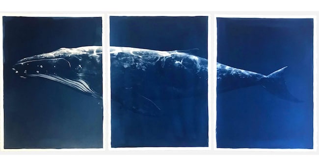 “Megaptera/Humpback Whale trilogy”, di Inga Lisa Middleton (le sue opere partono da 1.500 €). ©Inga Lisa Middleton, Courtesy Galerie L’Atelier d’Artistes, Parigi