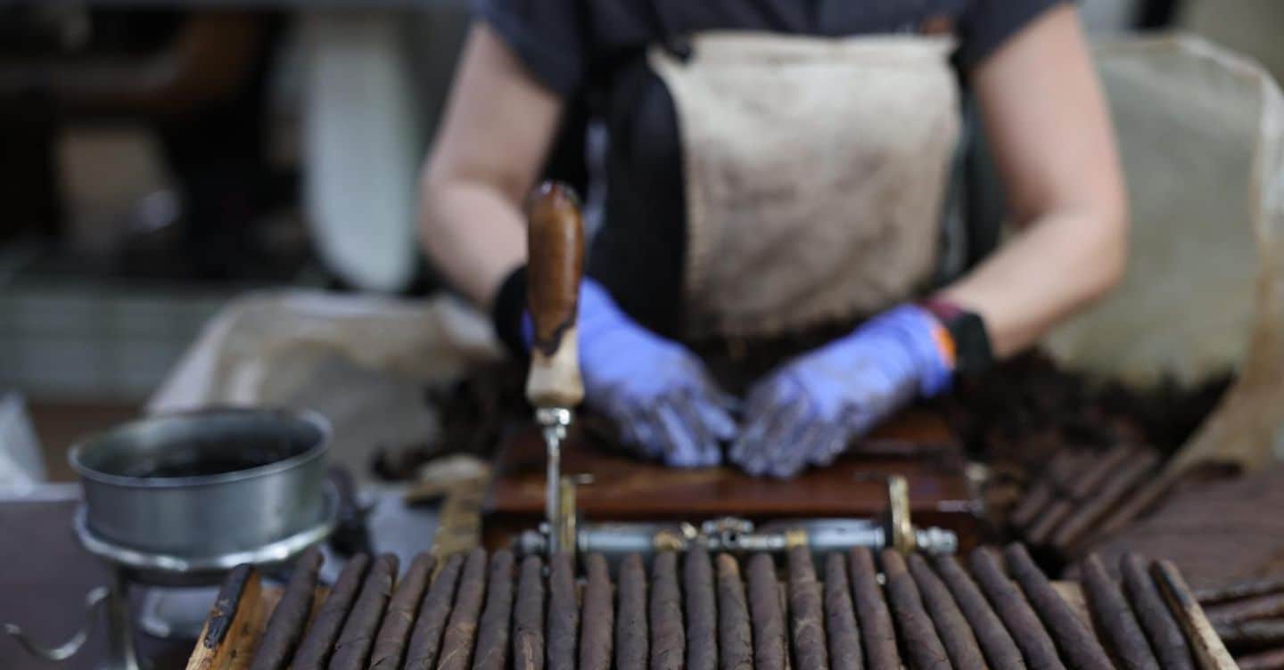 Sigaro Toscano, si rafforza la filiera. Crescono superficie coltivata e imprese