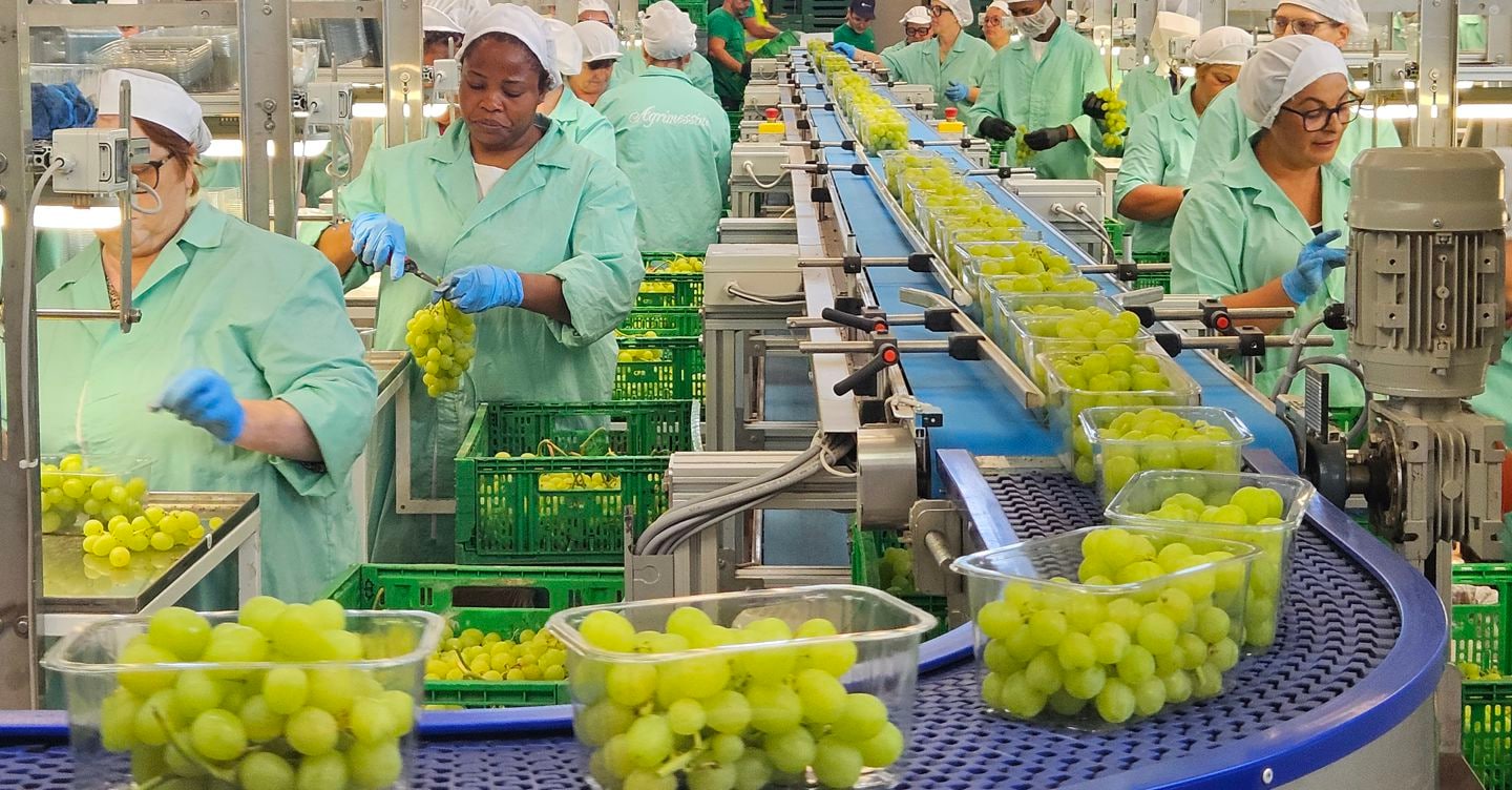 Uva da tavola, nuovo record per l’export (che sfiora il miliardo) e acquisti interni in crescita