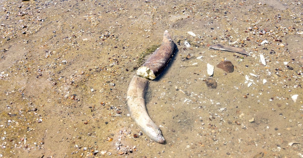 Il Danubio in secca rivela ossa di mammut