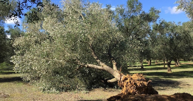 Un momento delle operazioni di taglio degli ulivi contagiati dal batterio Xylella nelle campagne di Torchiarolo, nel Brindisino. Si è trattato di azioni "volontarie" compiute da proprietari che si sono adeguati alle imposizioni del piano di interventi redatto dal commissario straordinario per l'emergenza Xylella.  (ANSA/ Roberta Grassi)