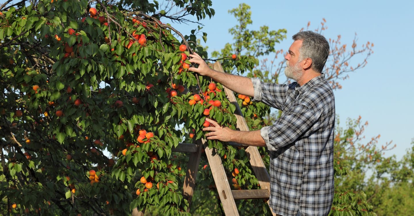 Caldo e cambiamento climatico mettono in crisi l’ortofrutta. Legacoop: servono interventi strutturali