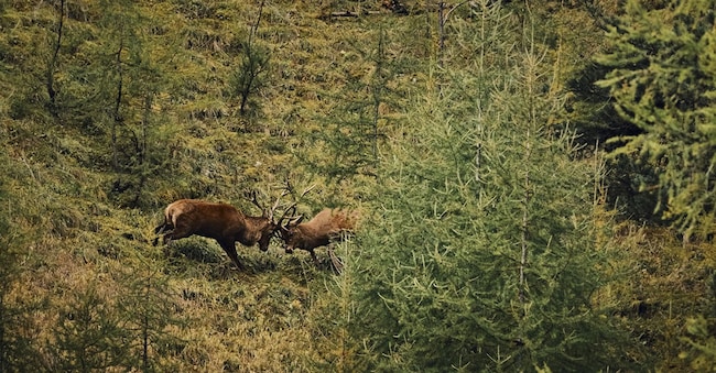Due cervi si affrontano in un terreno scosceso nei pressi dell'Alp Trupchun.