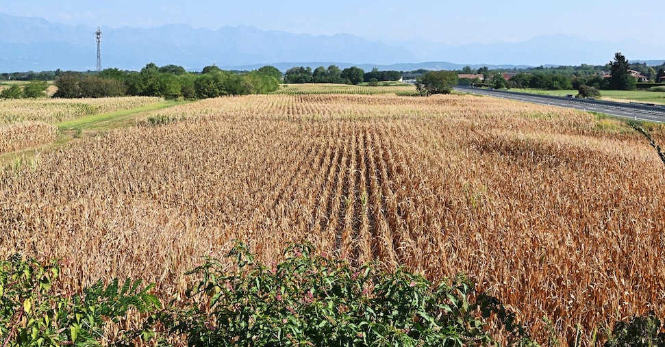 ortaggi frutta e olio d8217oliva caldo e siccit224 mettono in ginocchio l8217agricoltura da Ilsole24ore.com ortaggi frutta e olio d8217oliva caldo e siccit224 mettono in ginocchio l8217agricoltura