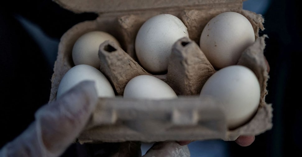Richiamo urgente di uova contaminate da salmonella: i lotti Delizie del Sole, Aia e Selex ritirati dai supermercati