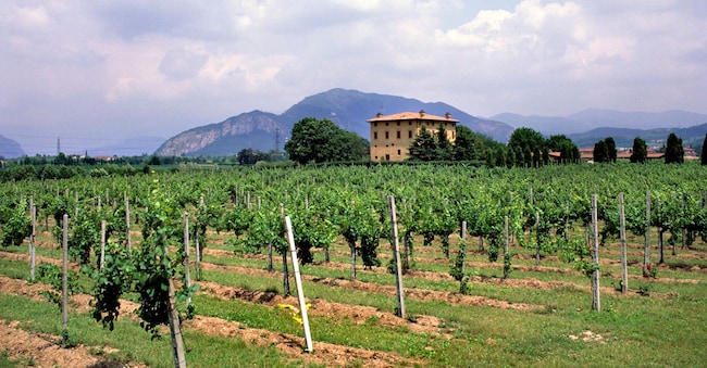Europa. Italia. Lombardia. Franciacorta. Vigneti. (Foto di: Giovanni Mereghetti/UCG/Universal Images Group via Getty Images) UCG/Universal Images Group via G