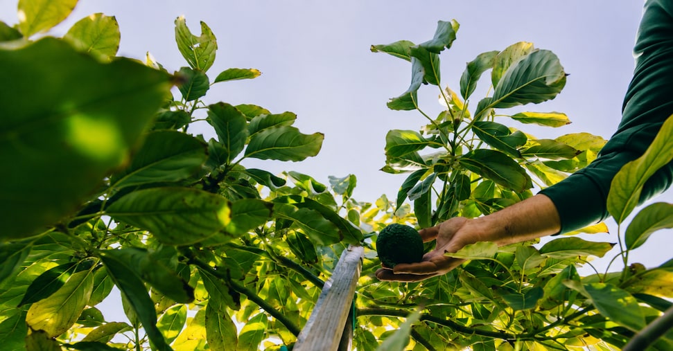 Halaesa sale a 300 ettari e consolida in Sicilia la filiera dell’avocado