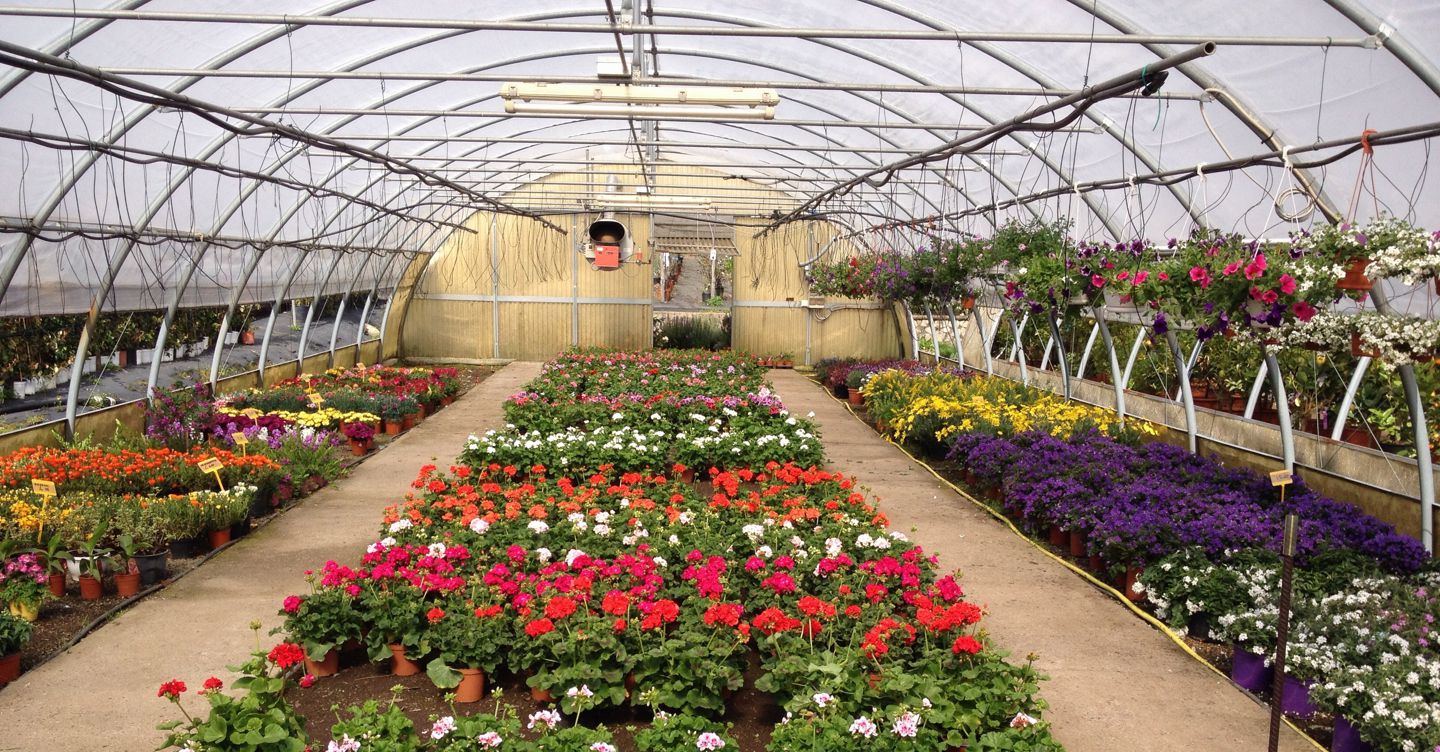 Legge antisprechi, anche piante e fiori fra i beni donabili dalle imprese