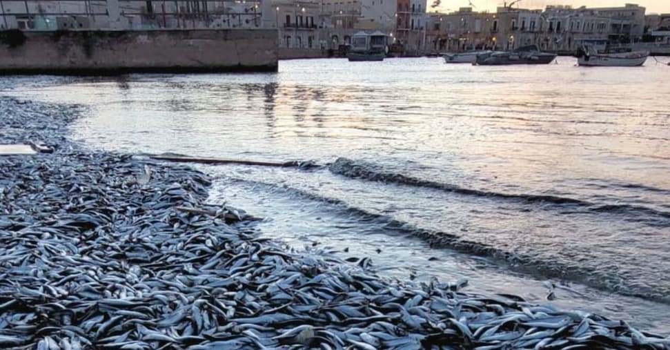 Pesca, rifinanziato con 3 milioni il Fondo di solidarietà nazionale contro i danni del clima