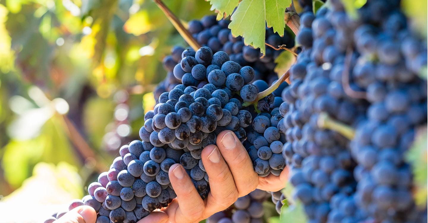 Uve eccellenti, cantine piene: il paradosso del vino siciliano Uve eccellenti, cantine piene: il paradosso del vino siciliano