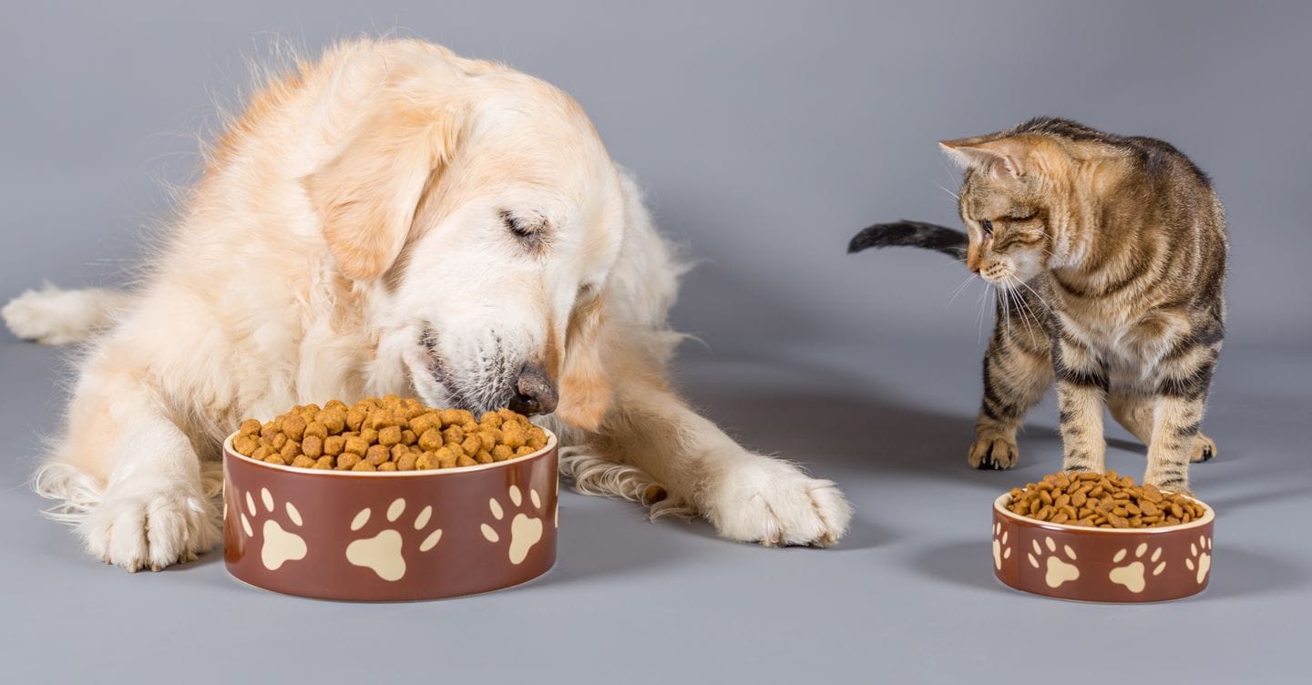 Cani e gatti: le regole Ue per garantire benessere e tracciabilità degli animali