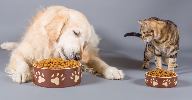 Dog and cat eating dry food in bowls 135pixels - stock.adobe.com