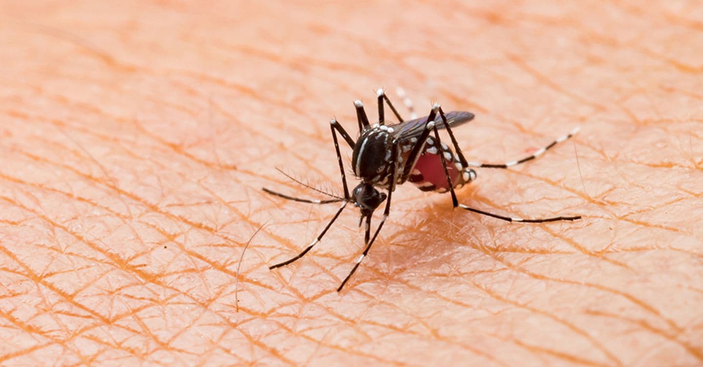 West-Nile, Efsa: rimane elevato il numero dei casi in Italia
