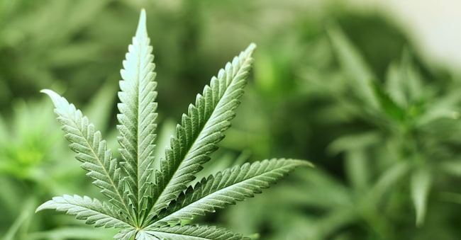 cannabis background macro close up yellowj - stock.adobe.com